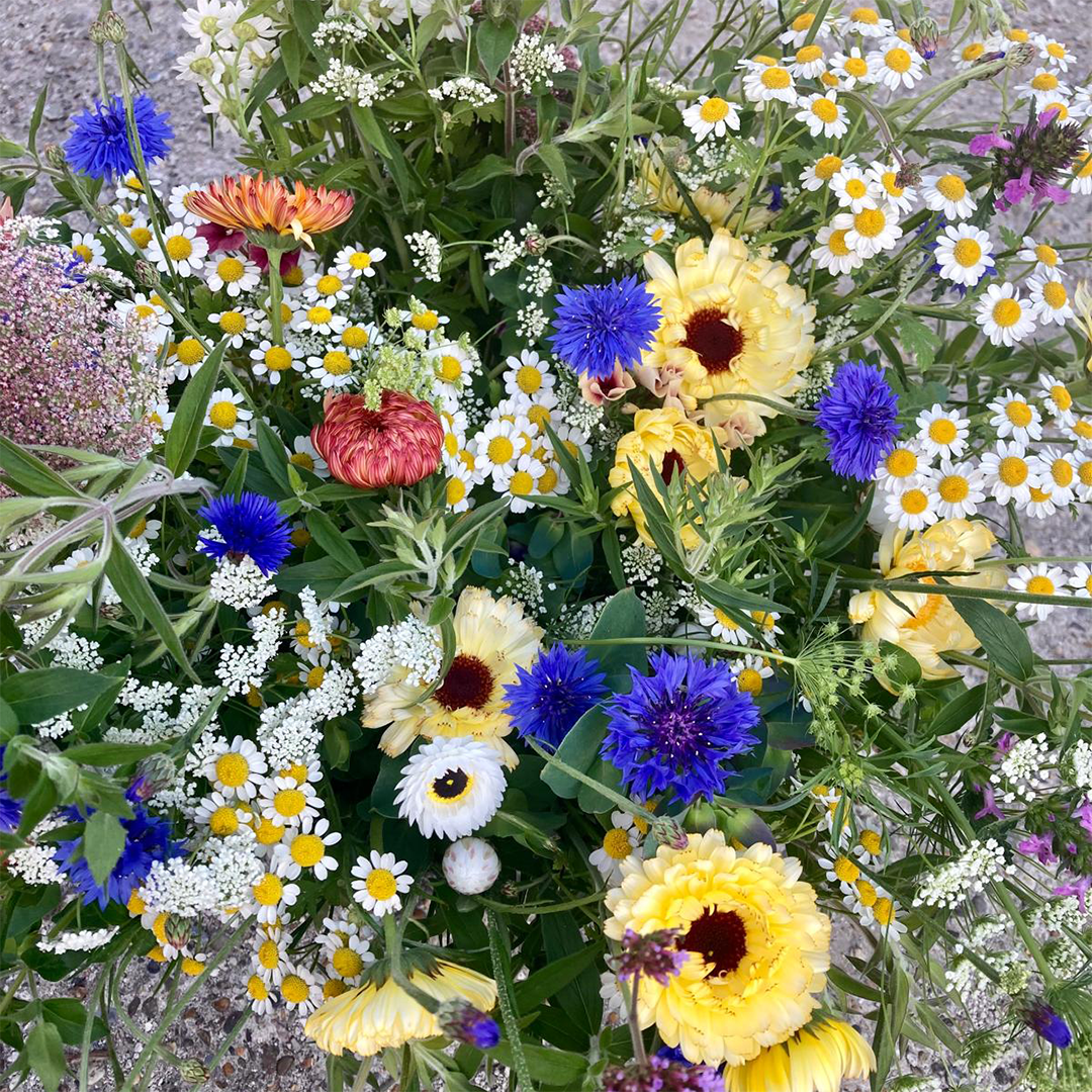 Kleurrijk veldboeket van Kronkelbloemen